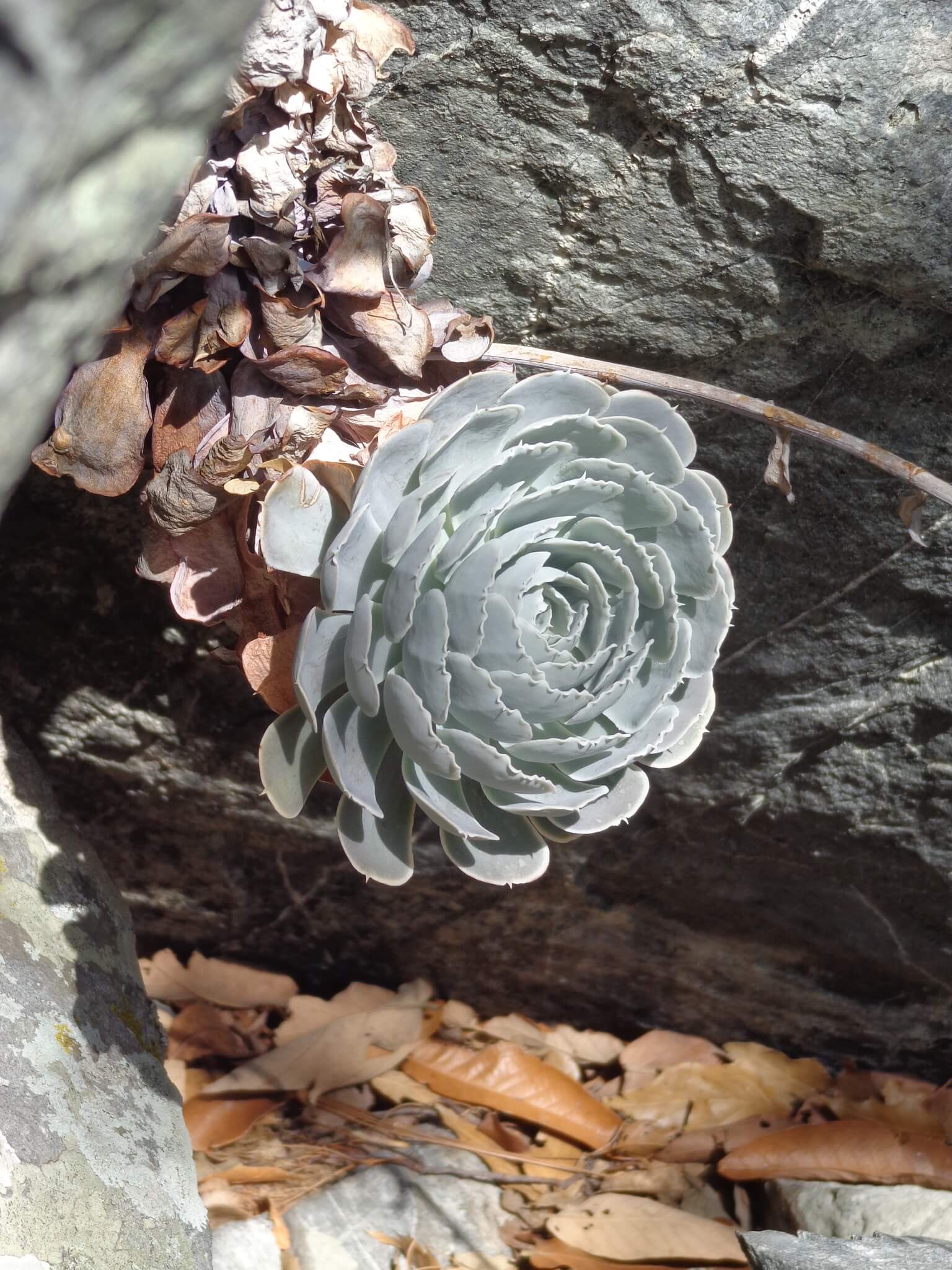Echeveria runyonii 'Topsy turvy'